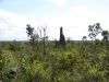 DSC00657.JPG