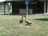 DSC00098_s.JPG