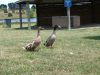 DSC00099_s.JPG