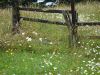 DSC00239_s.JPG