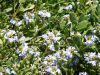 DSC00229.JPG